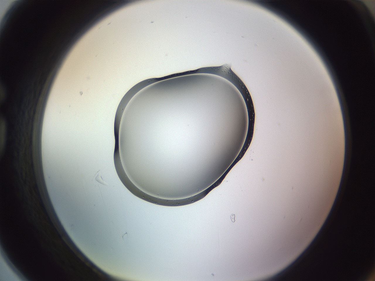 folderID603_plateID1603_batchID6730_wellNum78_profileID1_d1_r106510_ef.jpg