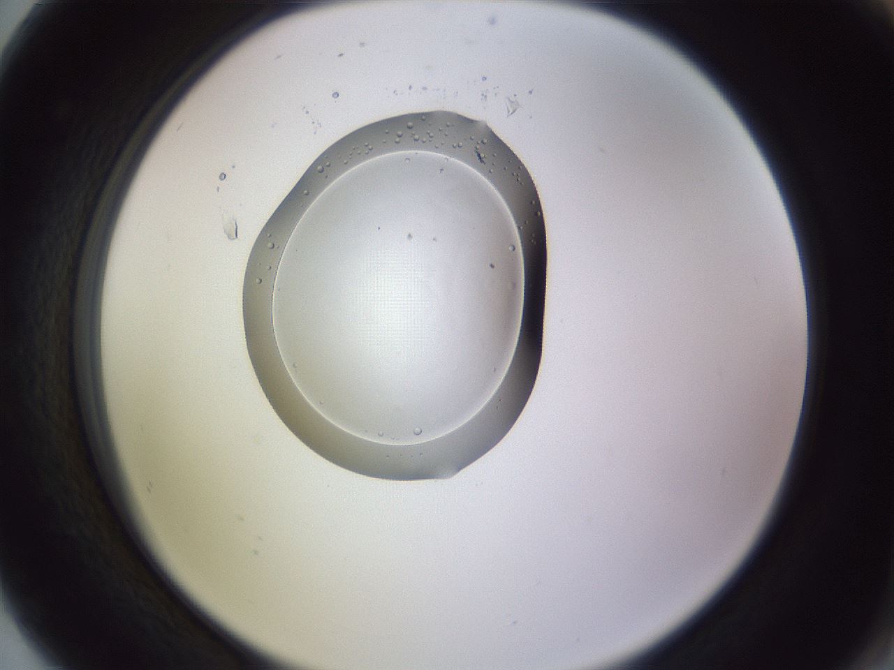folderID603_plateID1603_batchID6730_wellNum80_profileID1_d2_r106515_ef.jpg