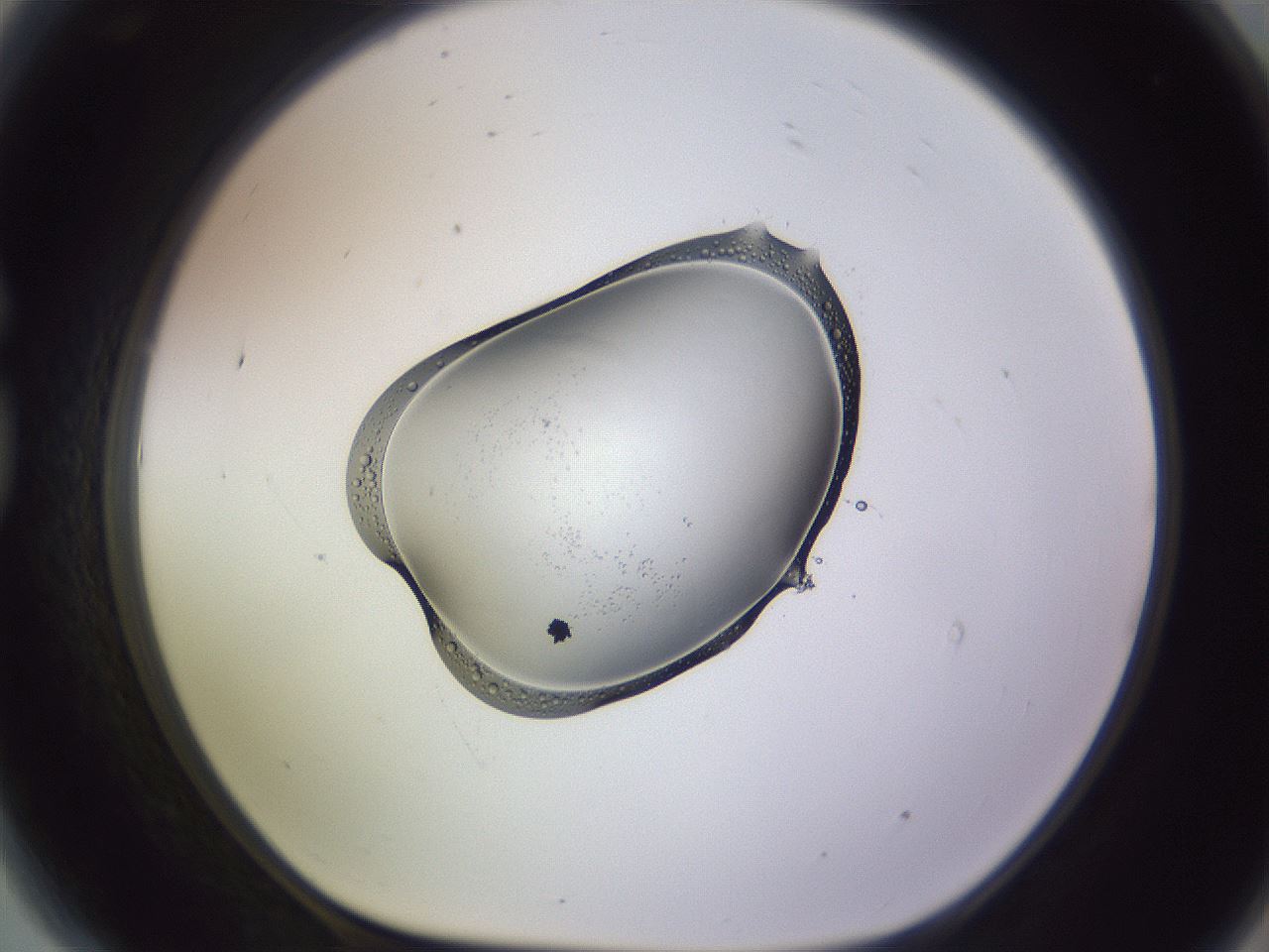 folderID603_plateID1603_batchID6730_wellNum81_profileID1_d1_r106516_ef.jpg