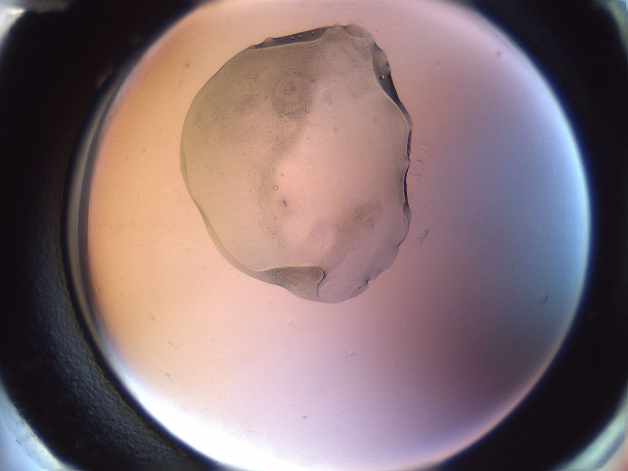 folderID603_plateID1603_batchID6730_wellNum96_profileID1_d2_r106547_ef.jpg