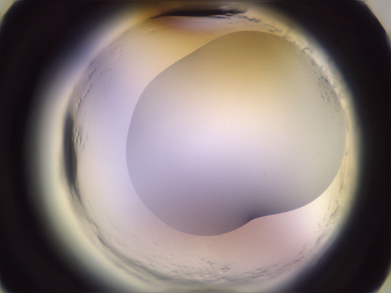 folderID603_plateID2603_batchID13168_wellNum15_profileID1_d3_r201365_ef.jpg
