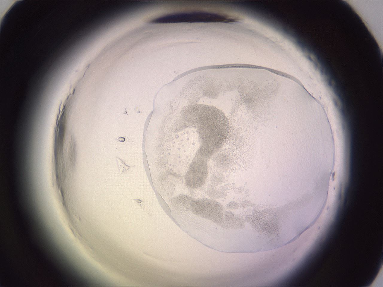 folderID603_plateID2603_batchID13168_wellNum45_profileID1_d1_r201453_ef.jpg