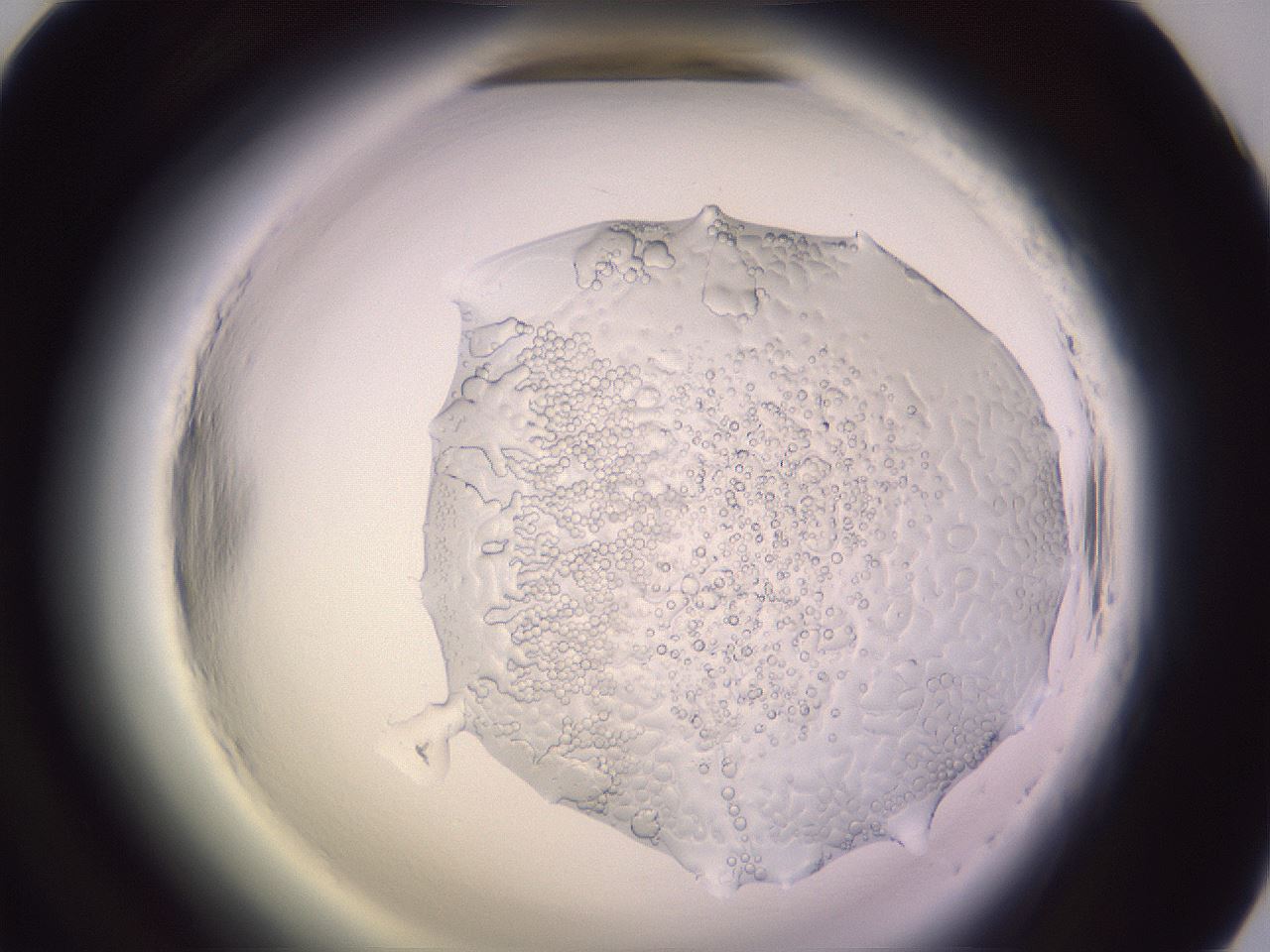 folderID603_plateID2603_batchID13168_wellNum57_profileID1_d1_r201489_ef.jpg