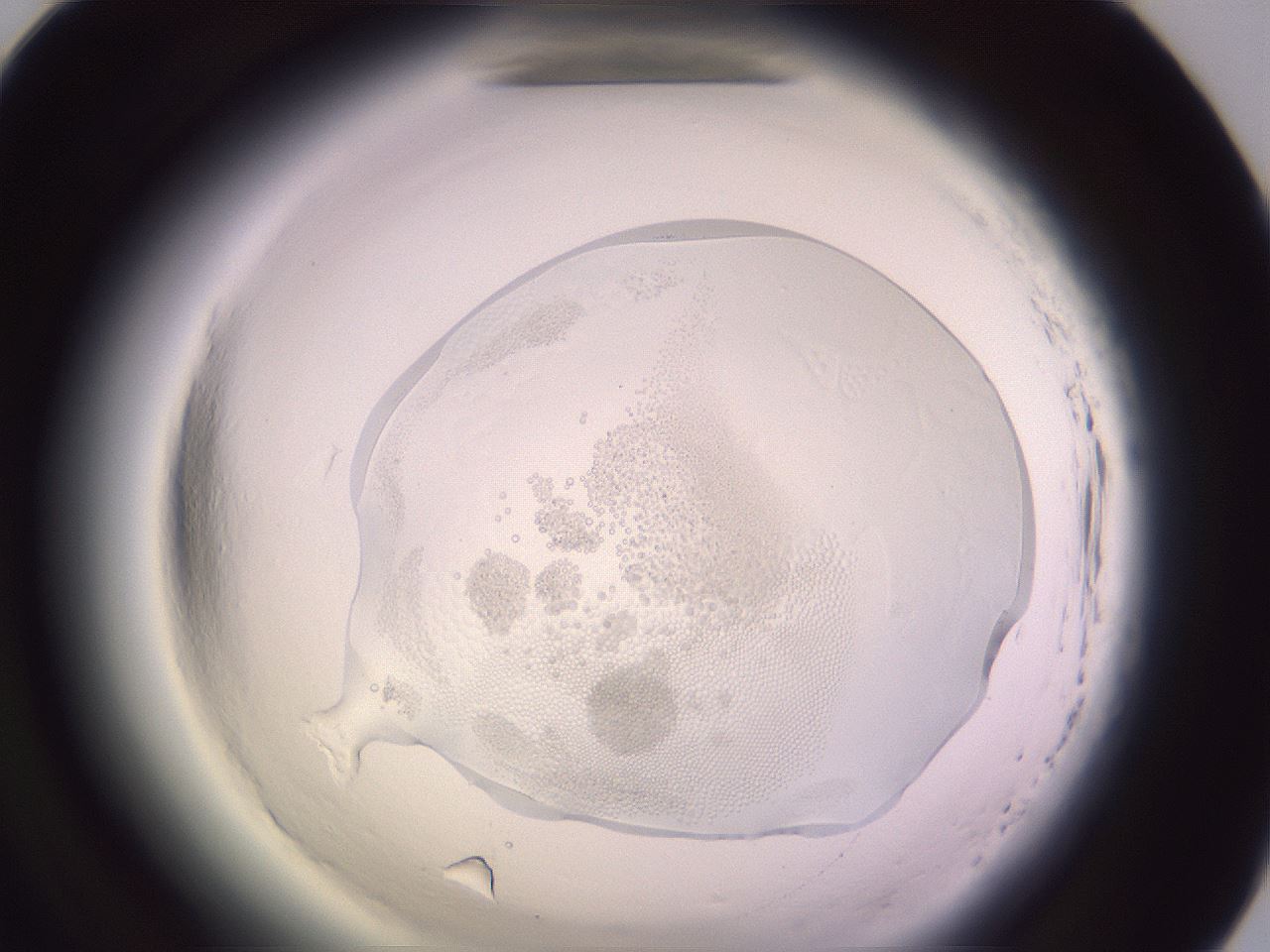 folderID603_plateID2603_batchID13168_wellNum69_profileID1_d1_r201525_ef.jpg