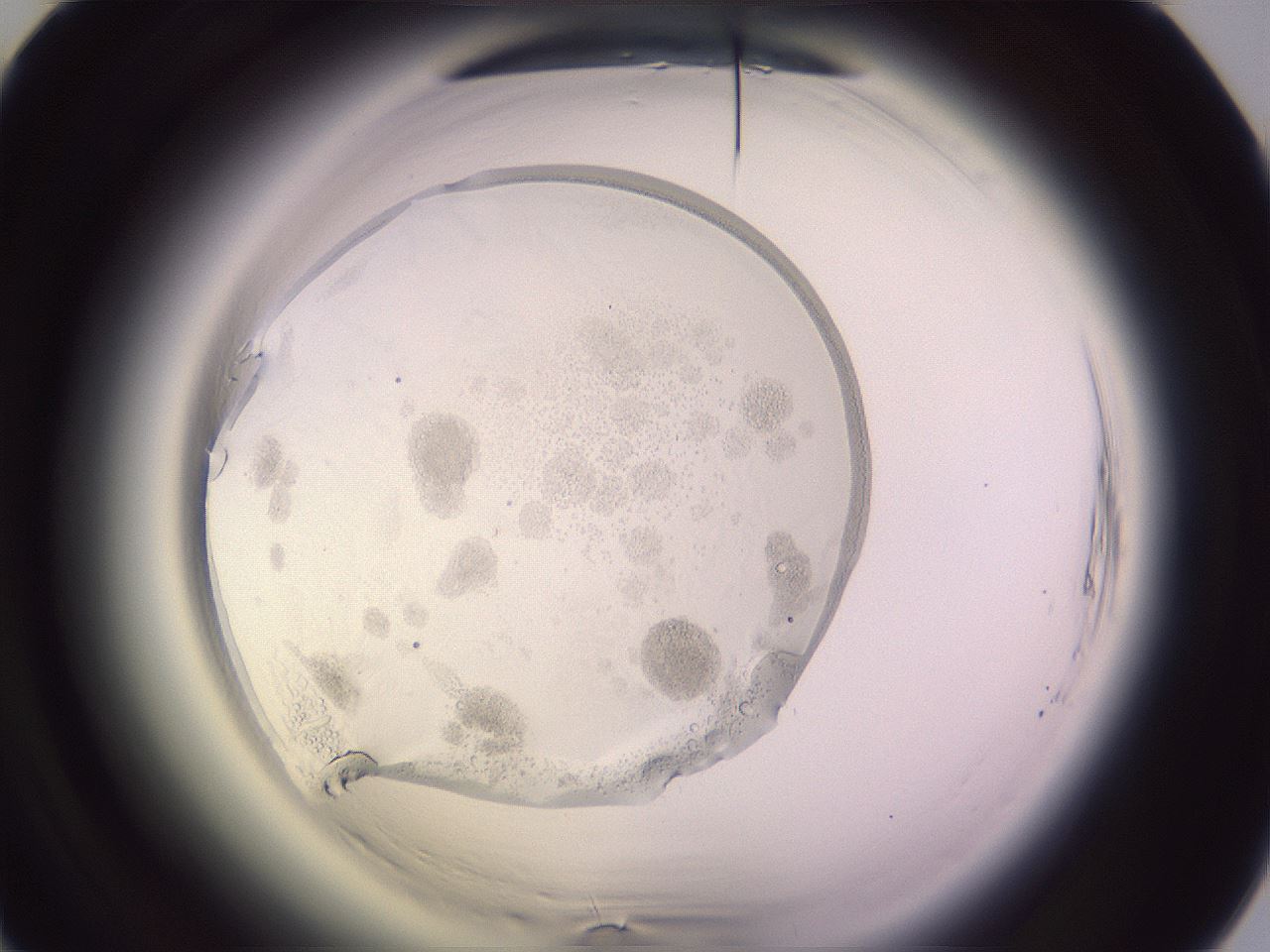 folderID603_plateID2603_batchID13168_wellNum74_profileID1_d1_r201540_ef.jpg