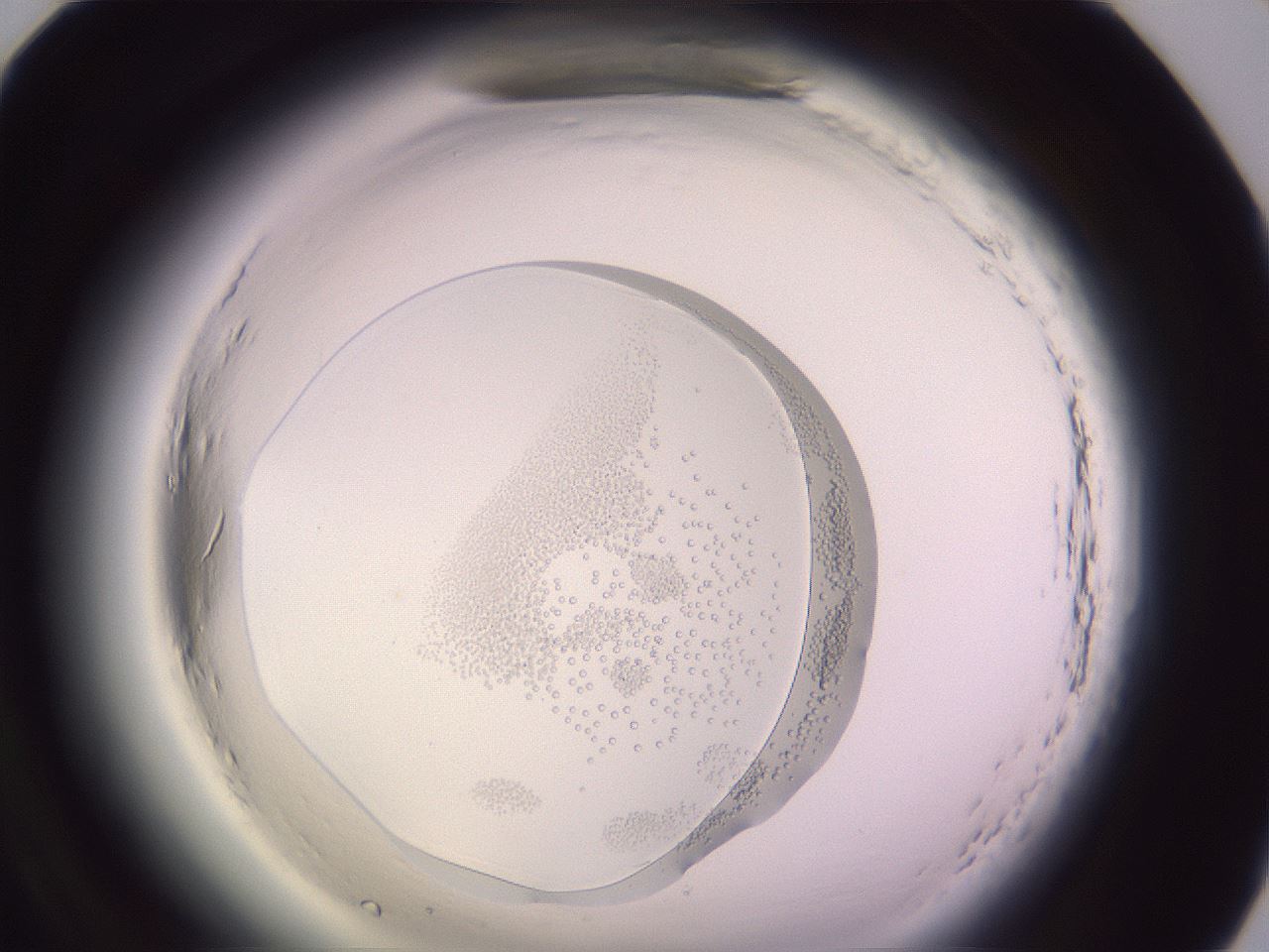 folderID603_plateID2603_batchID13168_wellNum82_profileID1_d1_r201564_ef.jpg