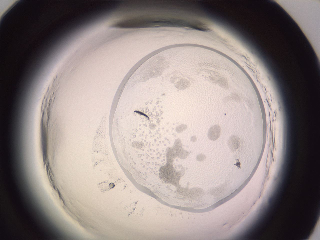 folderID603_plateID2603_batchID13168_wellNum95_profileID1_d1_r201603_ef.jpg