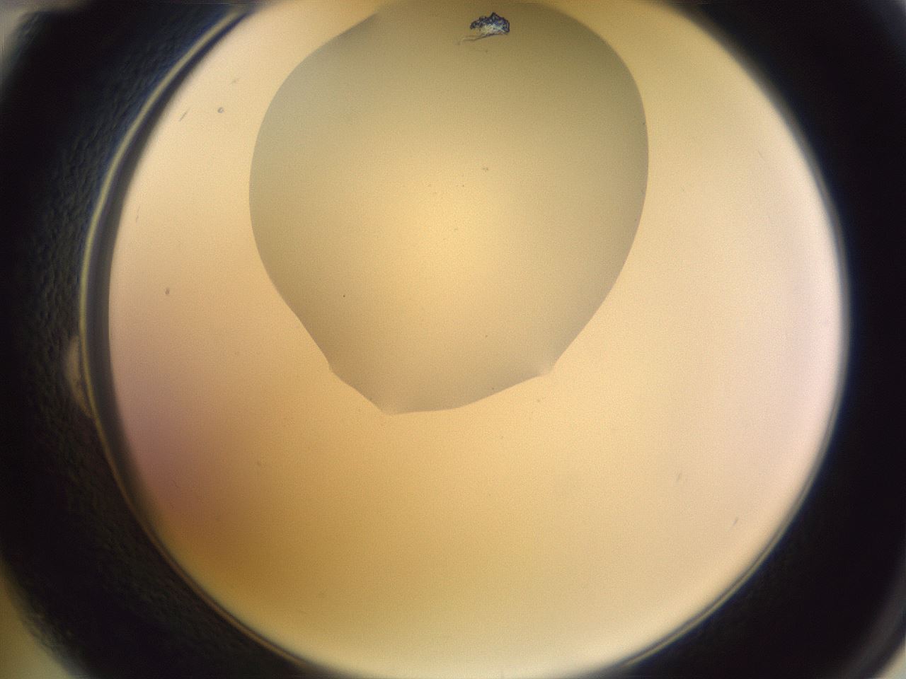 folderID604_plateID1604_batchID6727_wellNum24_profileID1_d2_r105827_ef.jpg
