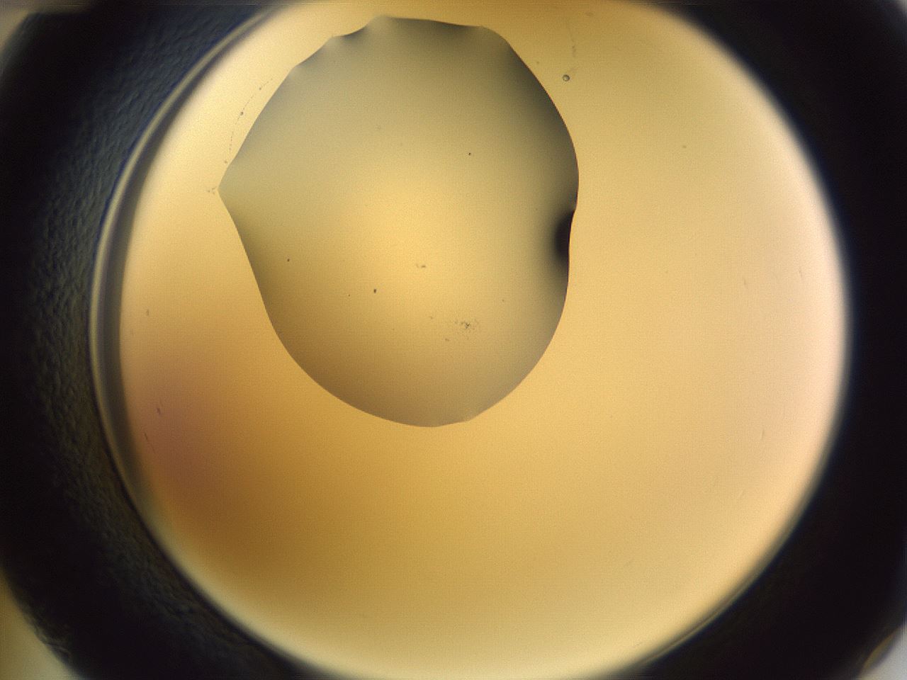 folderID604_plateID1604_batchID6727_wellNum48_profileID1_d2_r105875_ef.jpg