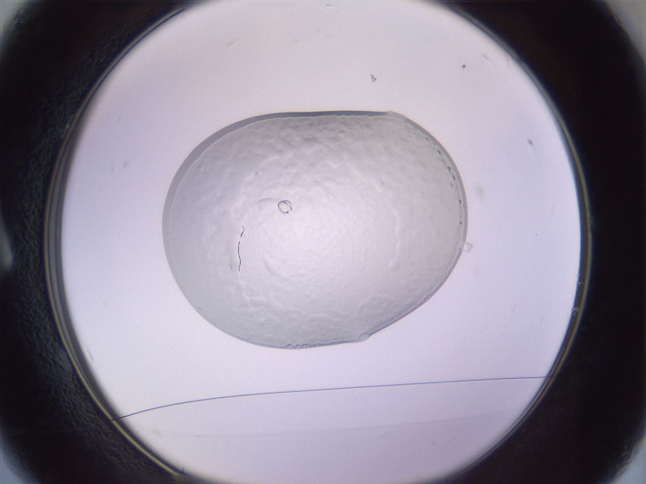 folderID604_plateID1604_batchID6727_wellNum1_profileID1_d1_r105780_ef.jpg