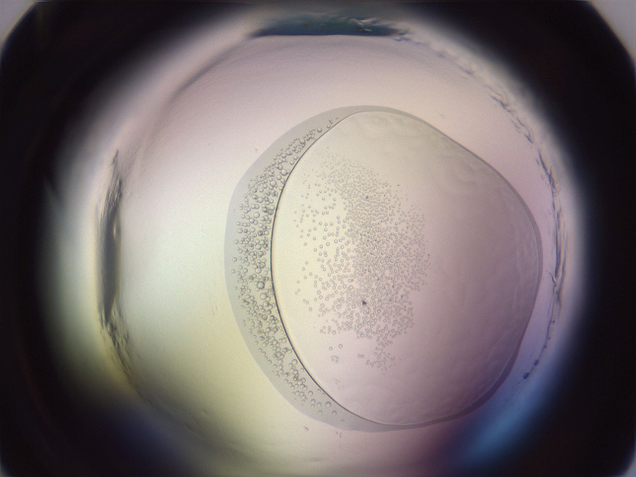 folderID604_plateID2604_batchID13171_wellNum22_profileID1_d1_r201960_ef.jpg