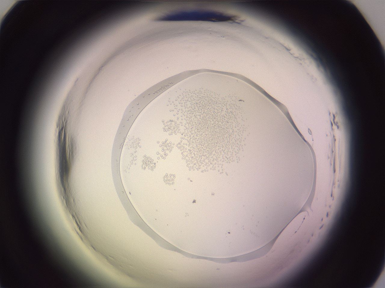 folderID604_plateID2604_batchID13171_wellNum33_profileID1_d1_r201993_ef.jpg
