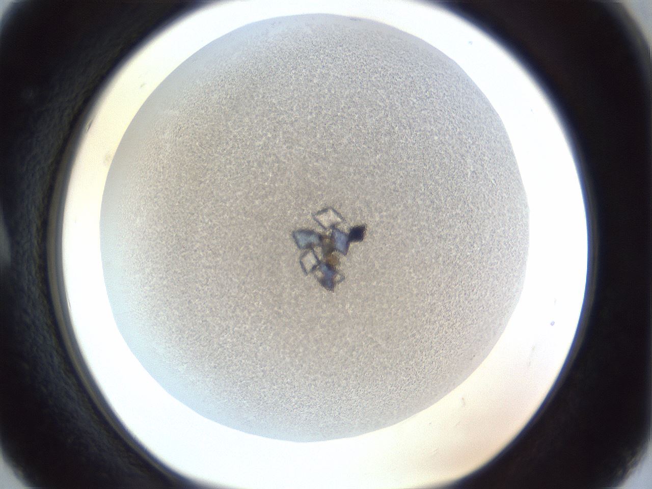 folderID215_plateID1215_batchID3653_wellNum5_profileID1_d1_r67144_ef.jpg