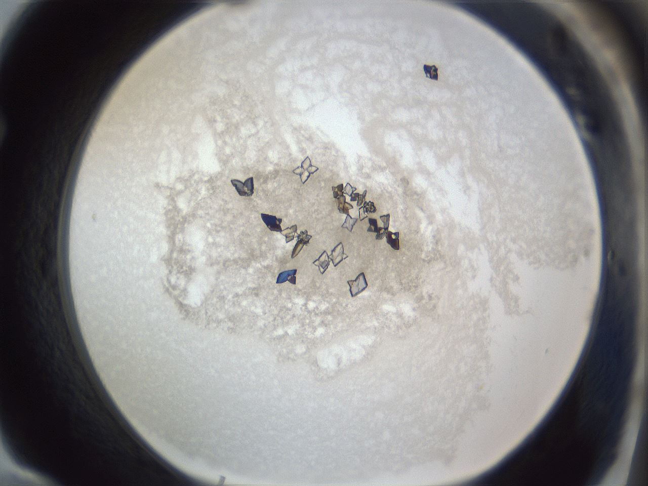 folderID216_plateID1216_batchID3622_wellNum70_profileID1_d1_r68234_ef.jpg
