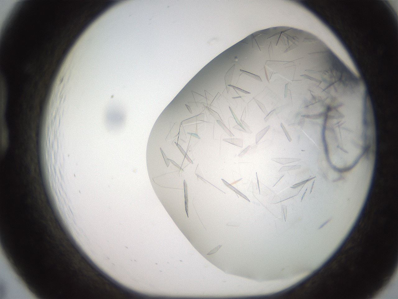 folderID235_plateID2235_batchID10125_wellNum19_profileID1_d1_r154477_ef.jpg