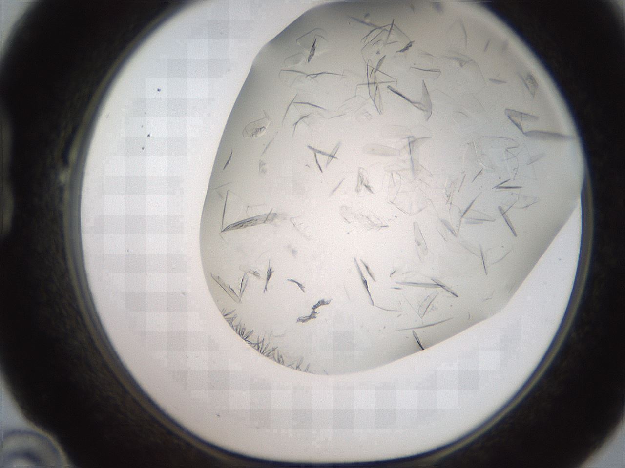 folderID235_plateID2235_batchID10125_wellNum22_profileID1_d1_r154480_ef.jpg