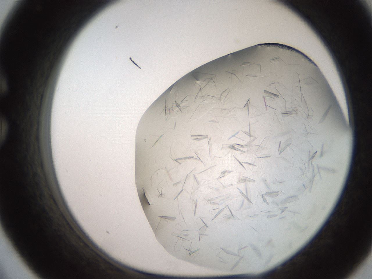 folderID235_plateID2235_batchID10125_wellNum33_profileID1_d1_r154491_ef.jpg