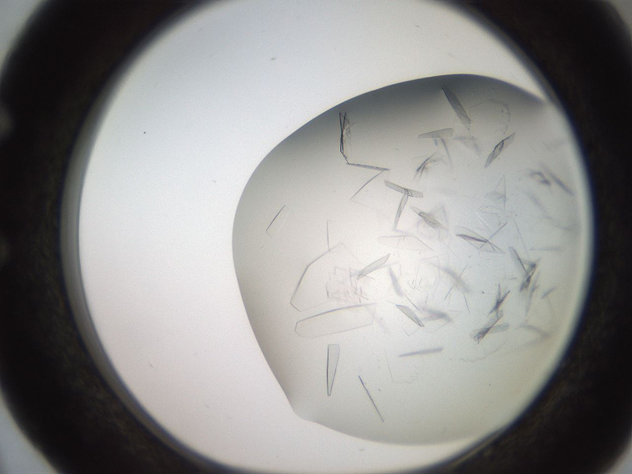 folderID235_plateID2235_batchID10125_wellNum52_profileID1_d1_r154510_ef.jpg