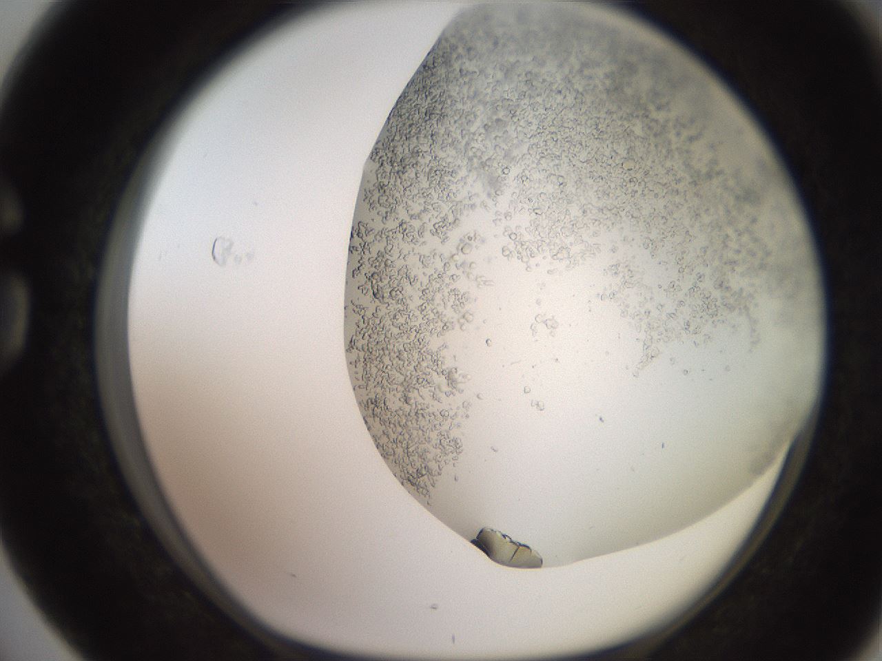 folderID235_plateID2235_batchID10125_wellNum76_profileID1_d1_r154534_ef.jpg