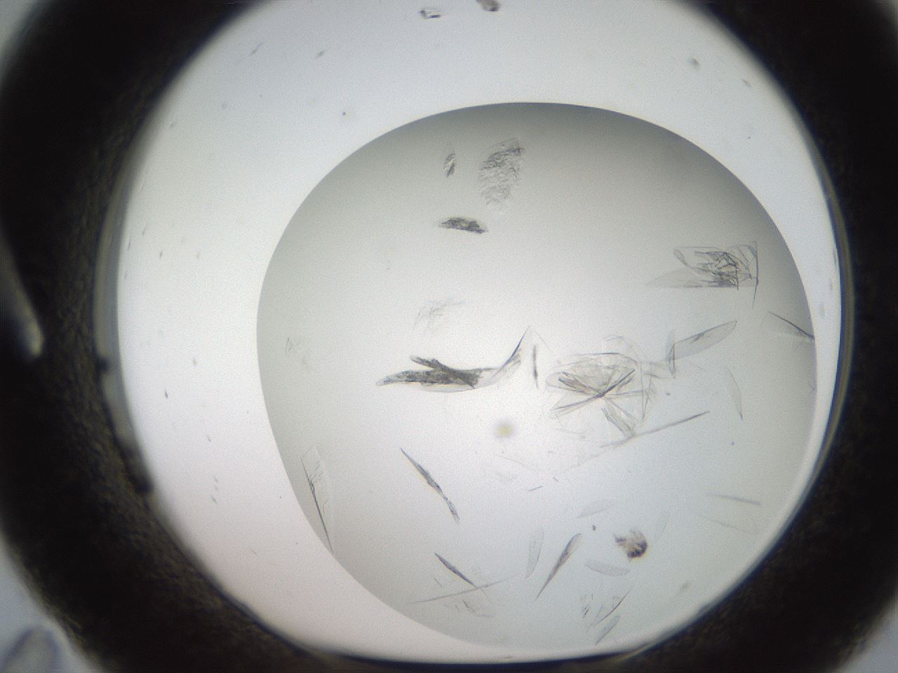 folderID236_plateID2236_batchID10126_wellNum11_profileID1_d1_r154565_ef.jpg