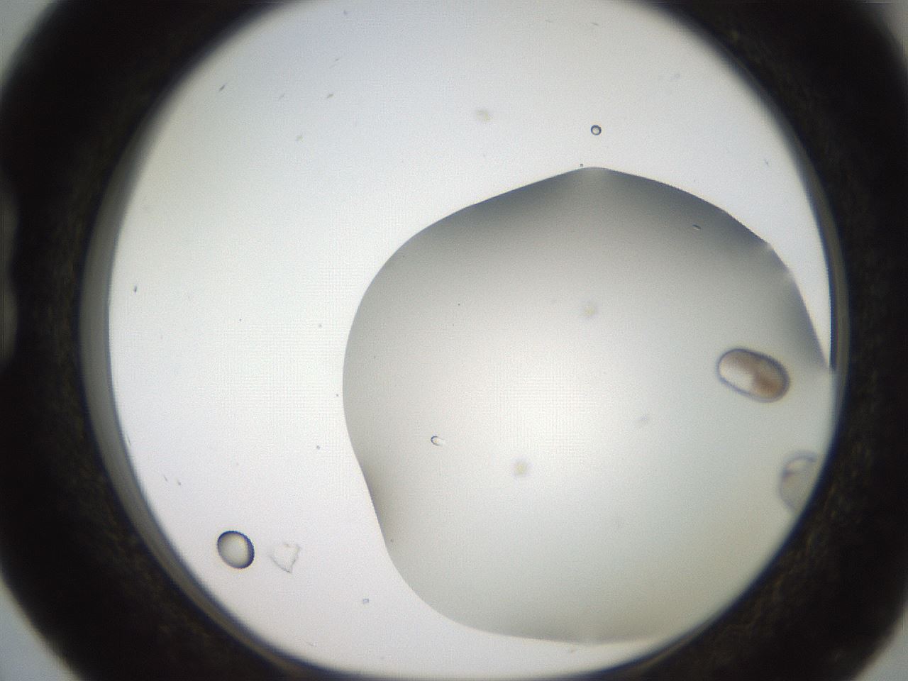 folderID242_plateID2242_batchID10224_wellNum16_profileID1_d1_r154785_ef.jpg