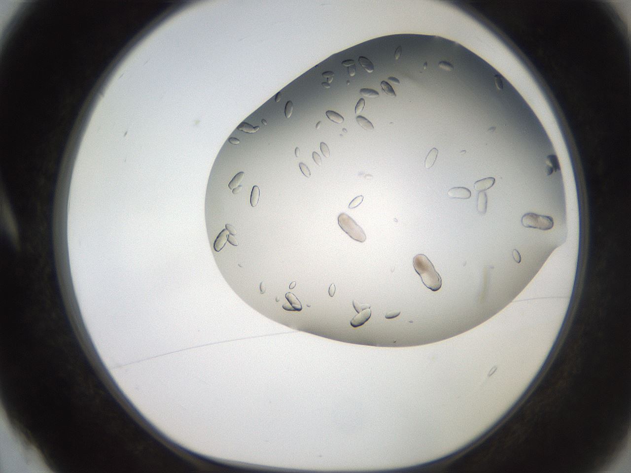 folderID242_plateID2242_batchID10224_wellNum4_profileID1_d1_r154773_ef.jpg