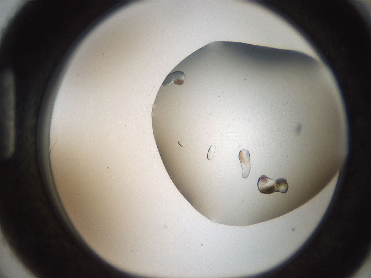 folderID242_plateID2242_batchID10224_wellNum90_profileID1_d1_r154859_ef.jpg
