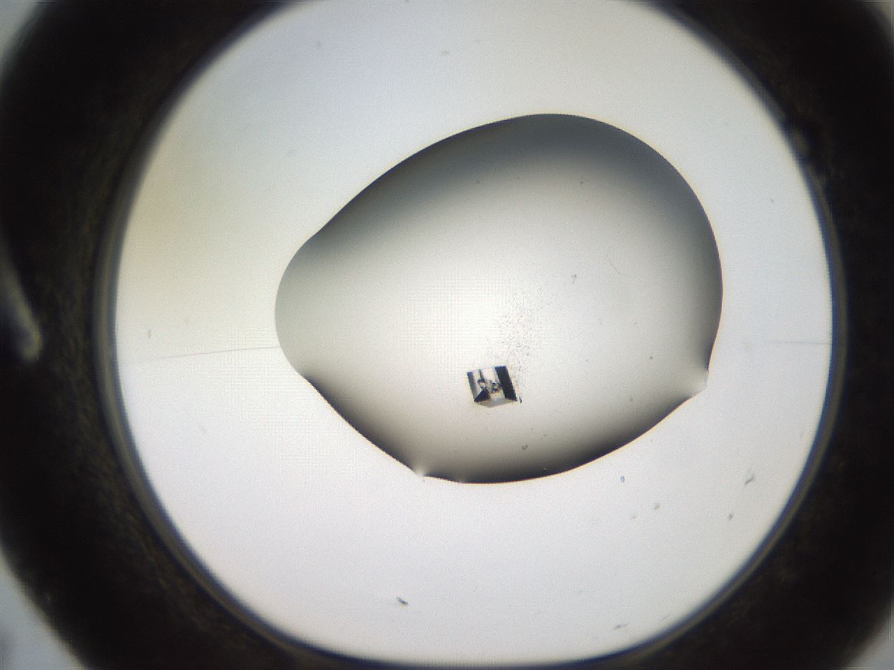 folderID246_plateID2246_batchID10265_wellNum7_profileID1_d1_r154974_ef.jpg