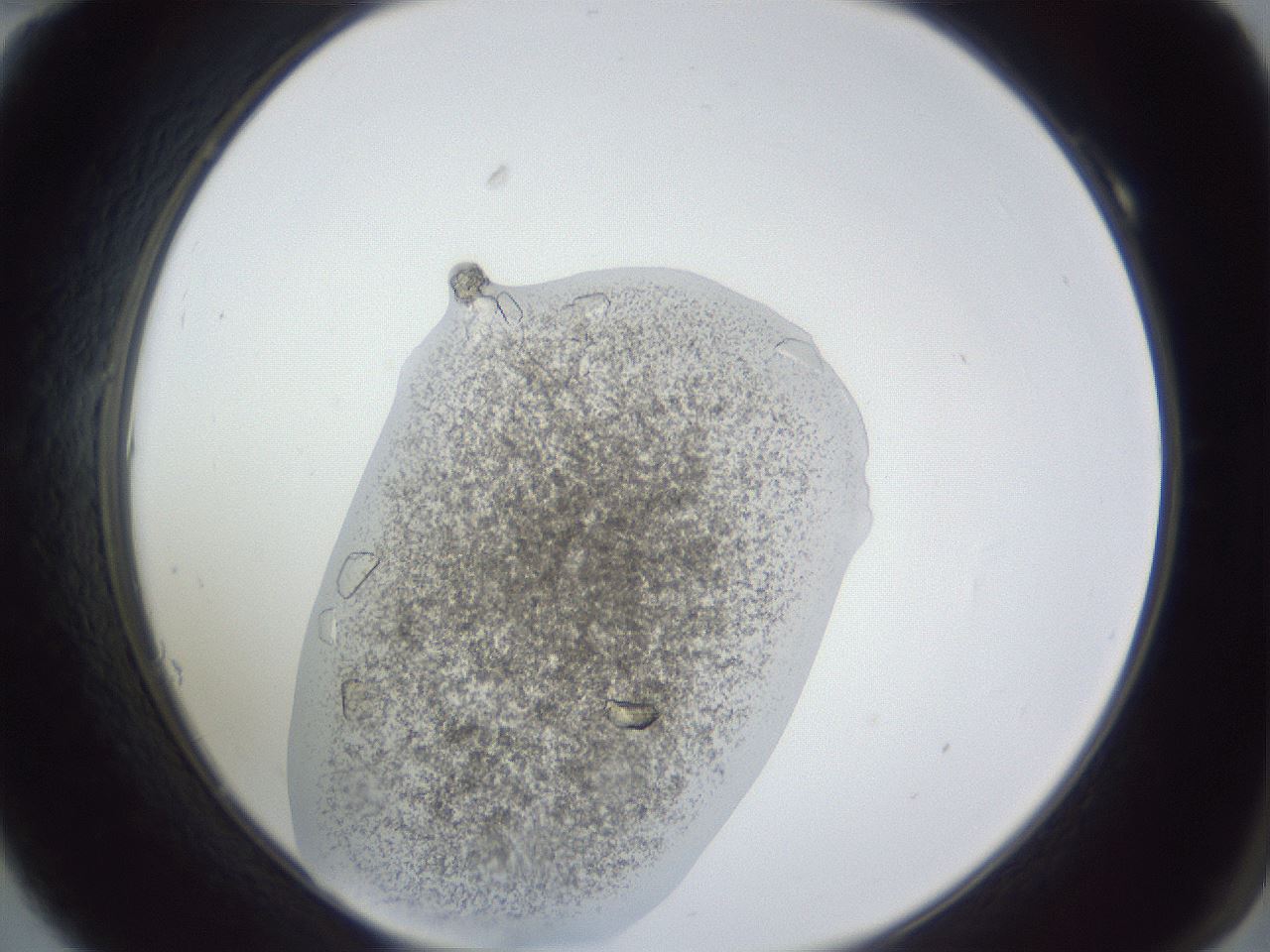 folderID252_plateID1252_batchID3997_wellNum10_profileID1_d2_r72481_ef.jpg