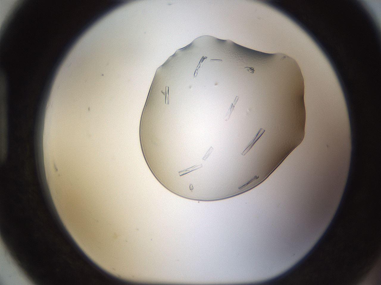 folderID260_plateID1260_batchID4134_wellNum91_profileID1_d1_r72946_ef.jpg