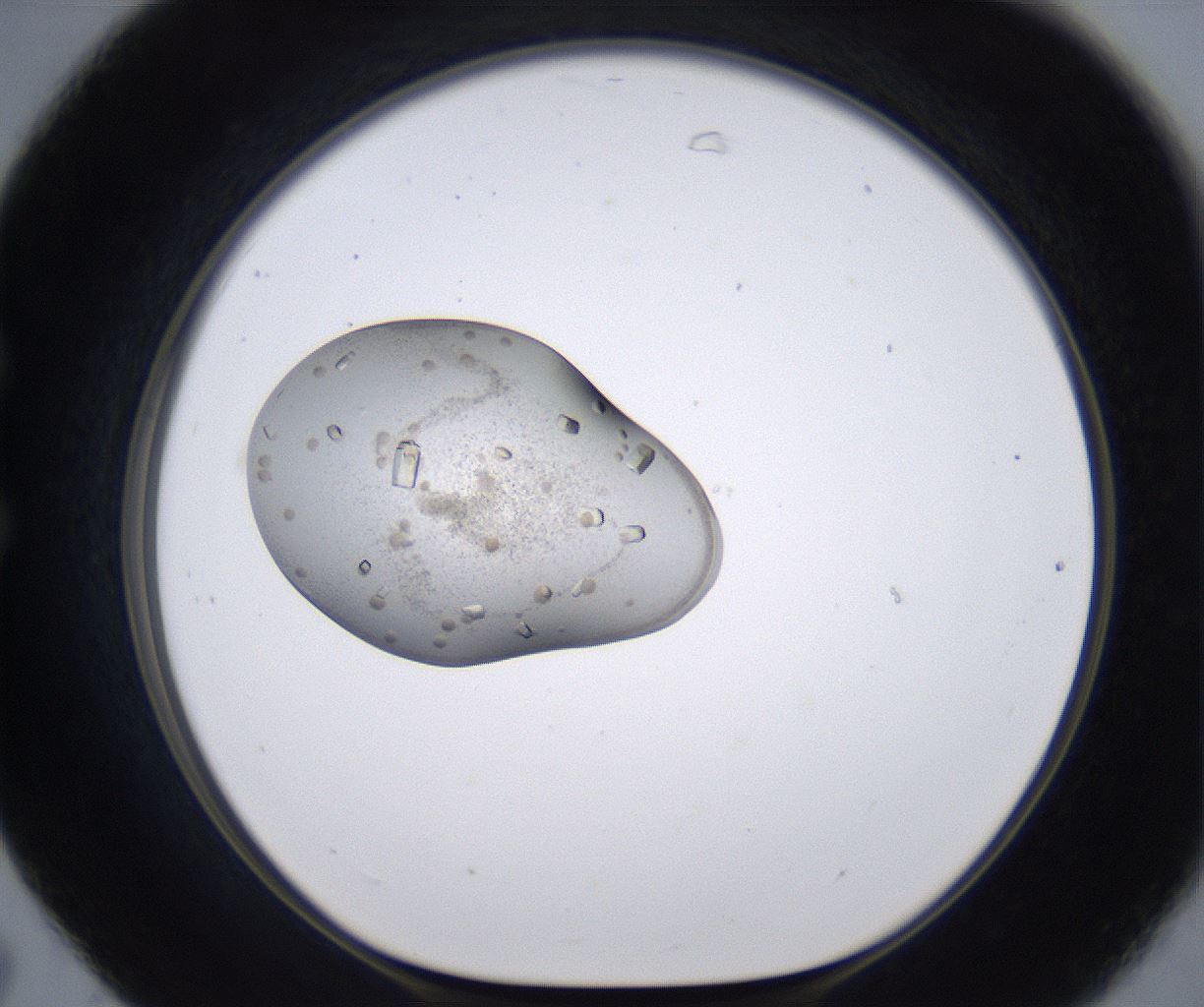 folderID266_plateID2266_batchID10358_wellNum31_profileID1_d1_r157984_ef.jpg
