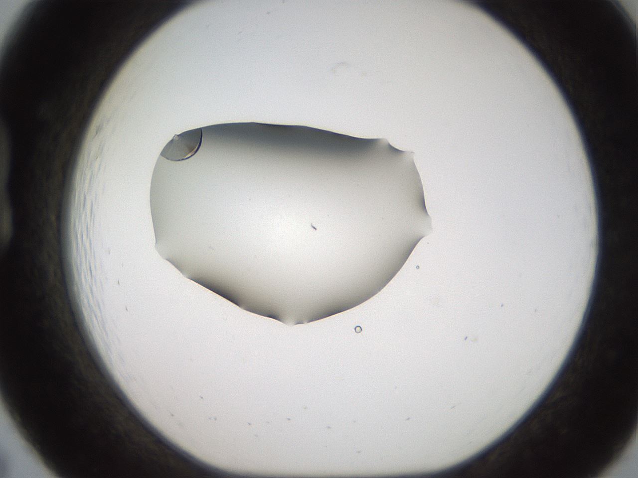 folderID269_plateID2269_batchID10706_wellNum19_profileID1_d1_r158362_ef.jpg
