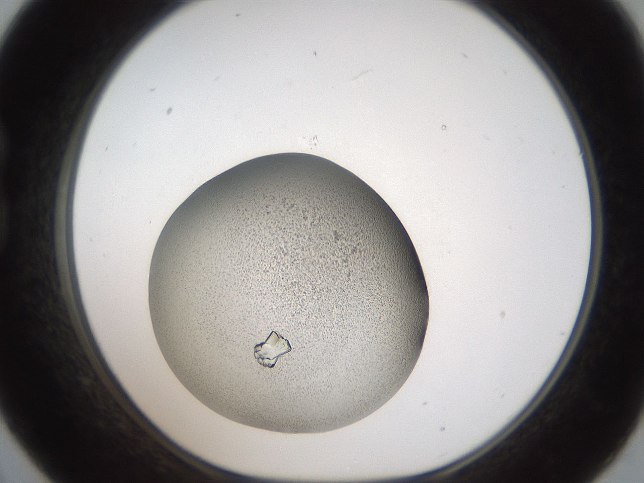 folderID164_plateID2164_batchID9470_wellNum21_profileID1_d1_r145627_ef.jpg