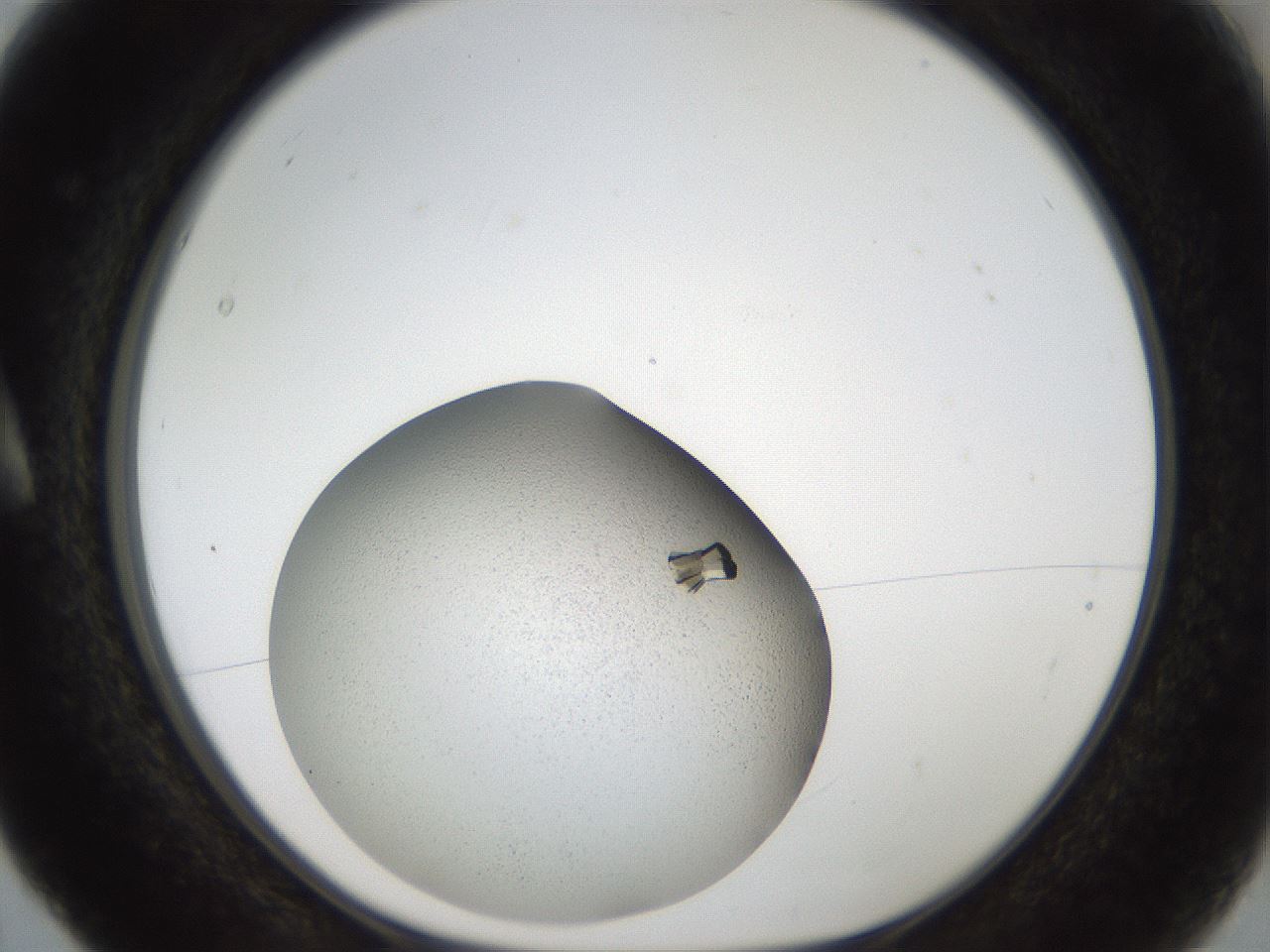 folderID164_plateID2164_batchID9470_wellNum5_profileID1_d1_r145611_ef.jpg