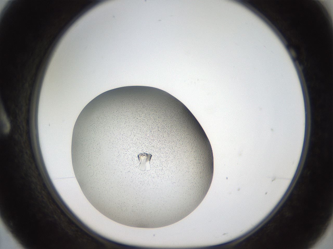 folderID164_plateID2164_batchID9470_wellNum7_profileID1_d1_r145613_ef.jpg