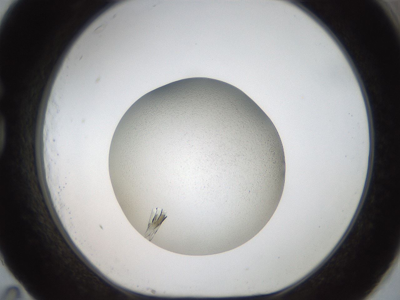 folderID164_plateID2164_batchID9470_wellNum83_profileID1_d1_r145689_ef.jpg