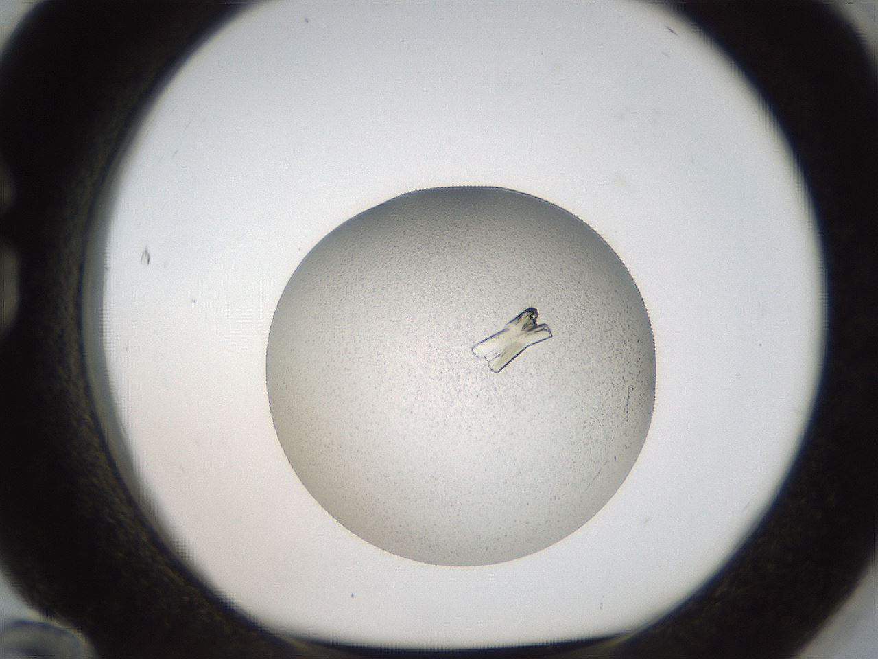 folderID164_plateID2164_batchID9470_wellNum84_profileID1_d1_r145690_ef.jpg