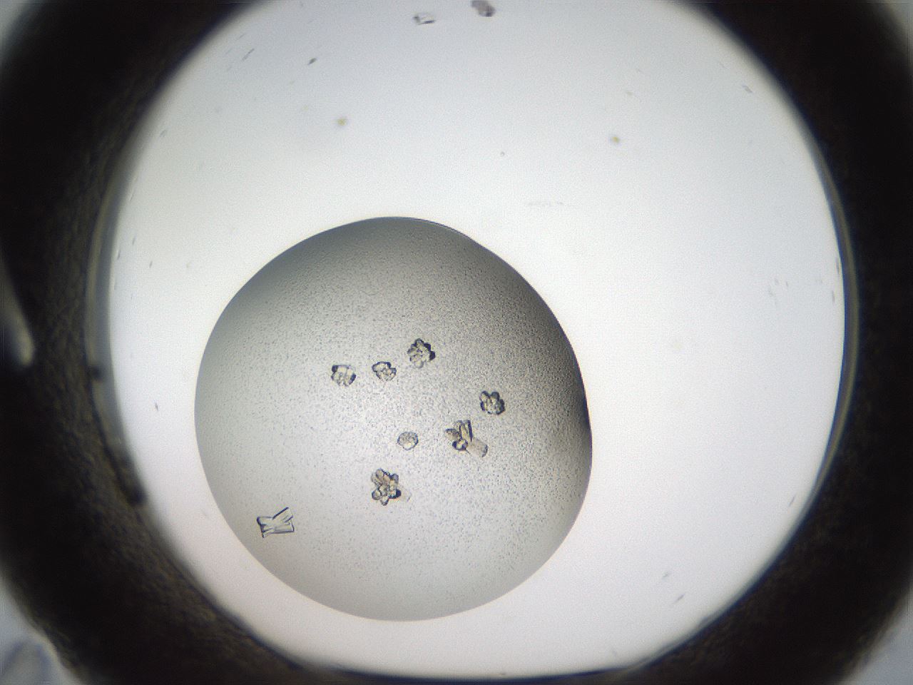 folderID164_plateID2164_batchID9520_wellNum11_profileID1_d1_r145617_ef.jpg