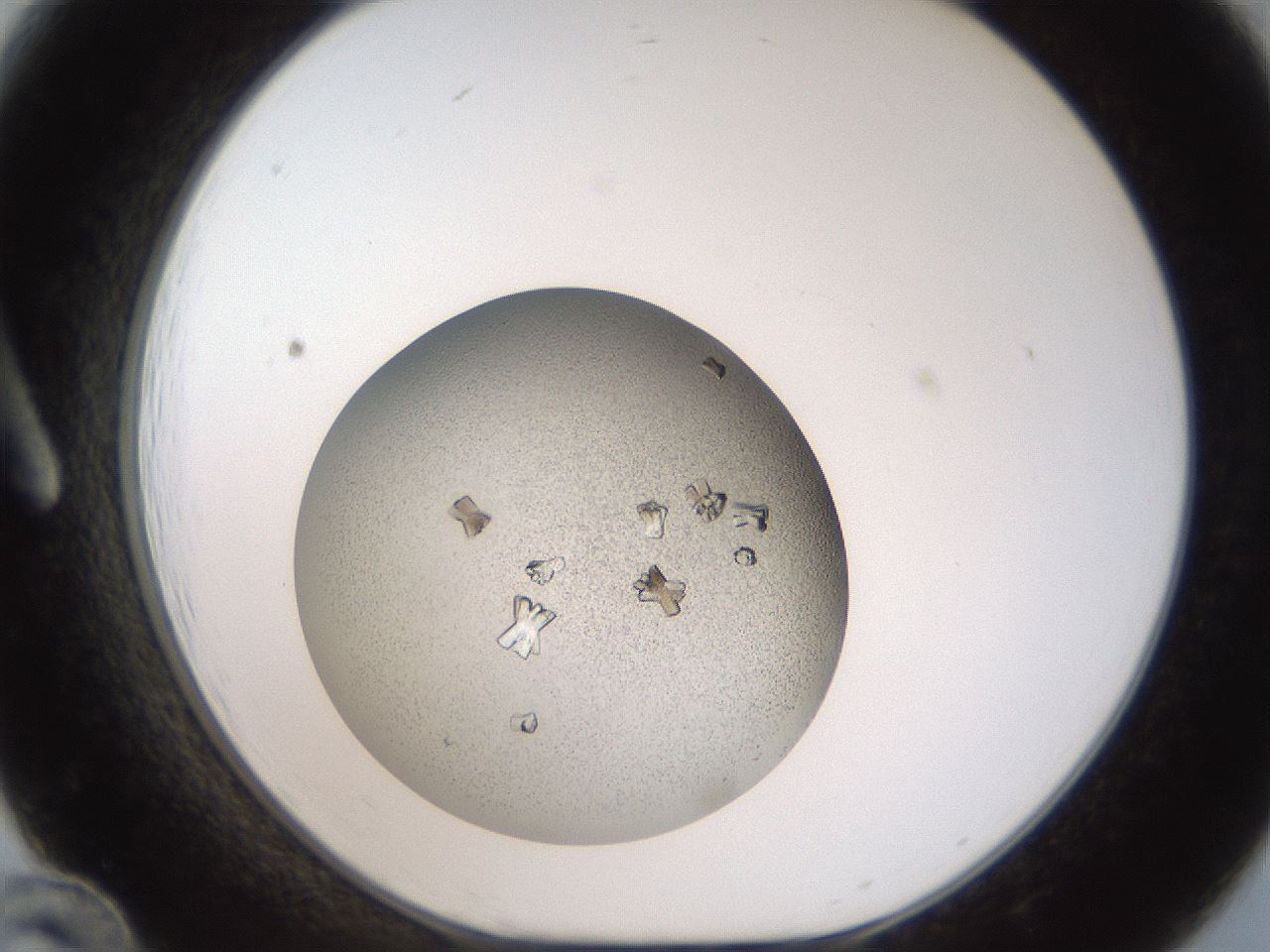folderID164_plateID2164_batchID9520_wellNum12_profileID1_d1_r145618_ef.jpg