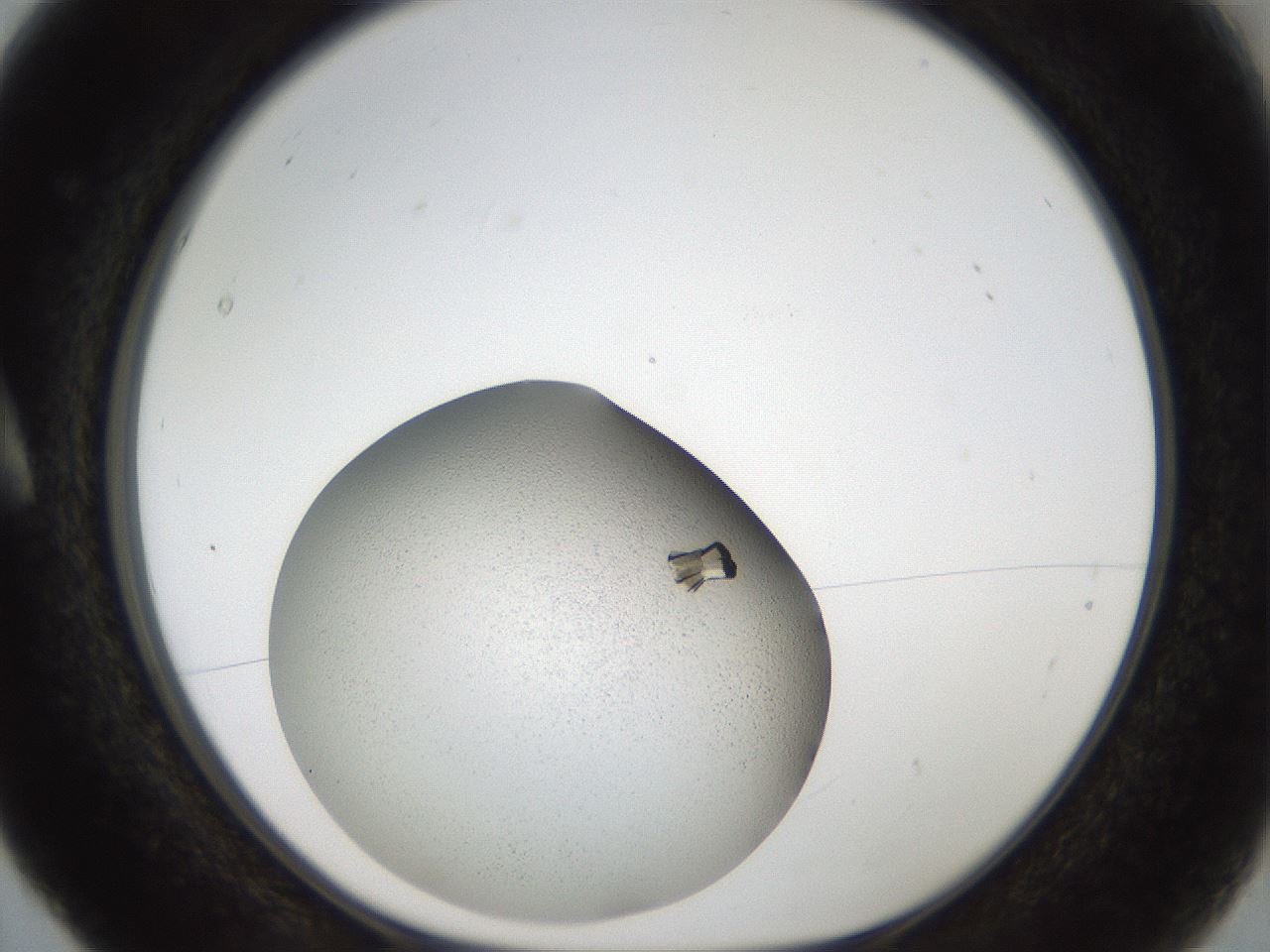 folderID164_plateID2164_batchID9520_wellNum5_profileID1_d1_r145611_ef.jpg