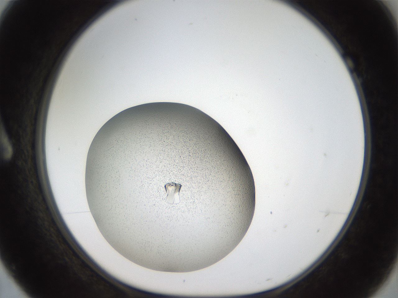 folderID164_plateID2164_batchID9520_wellNum7_profileID1_d1_r145613_ef.jpg