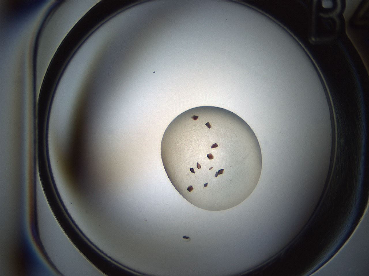 folderID165_plateID2165_batchID9558_wellNum10_profileID1_d1_r145760_ef.jpg