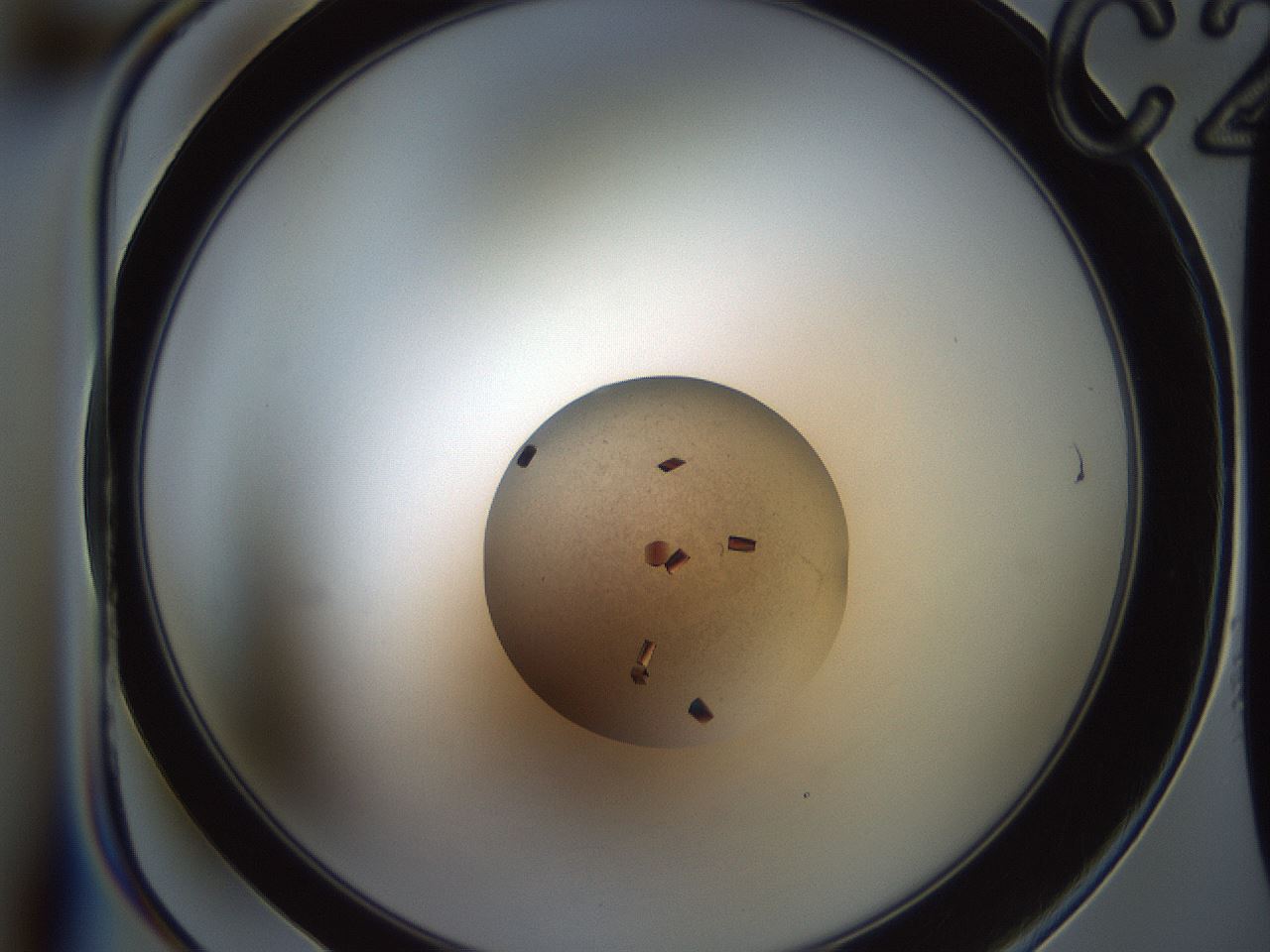folderID165_plateID2165_batchID9558_wellNum14_profileID1_d1_r145764_ef.jpg