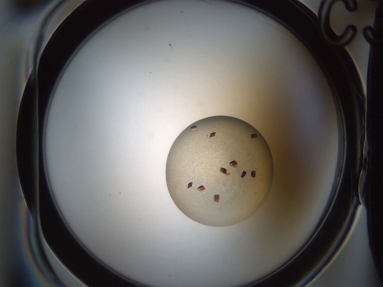 folderID165_plateID2165_batchID9558_wellNum15_profileID1_d1_r145765_ef.jpg
