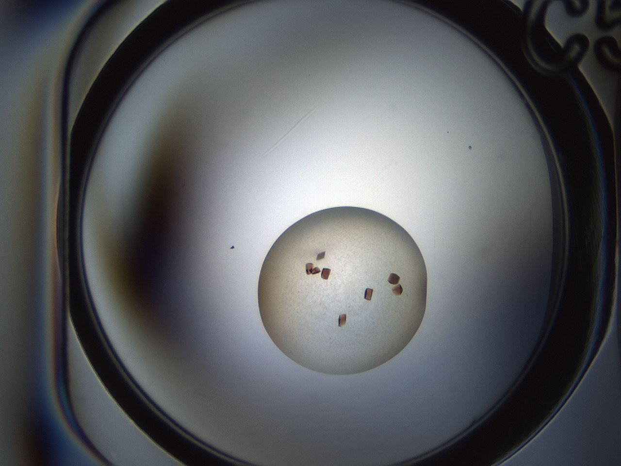 folderID165_plateID2165_batchID9558_wellNum17_profileID1_d1_r145767_ef.jpg