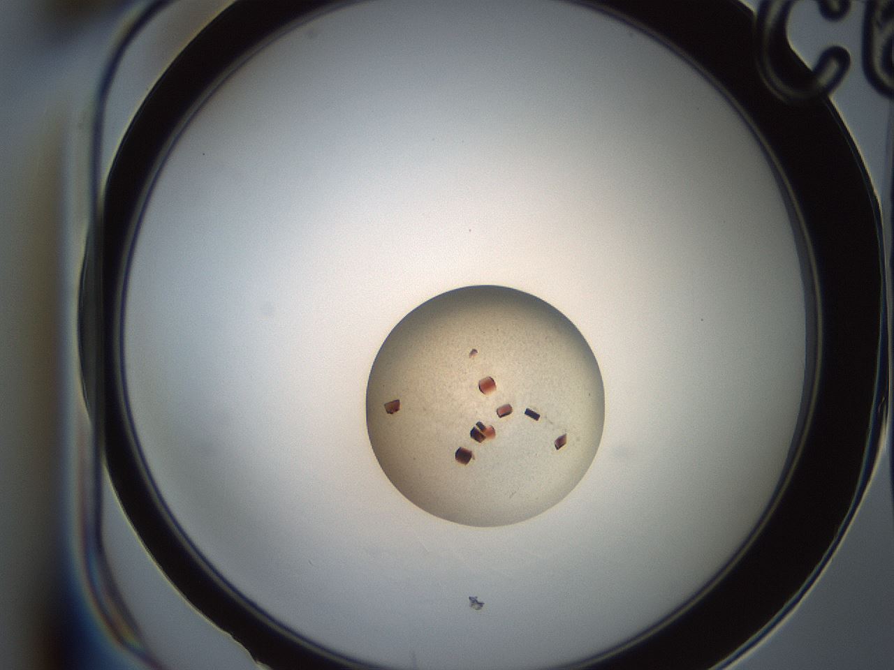 folderID165_plateID2165_batchID9558_wellNum18_profileID1_d1_r145768_ef.jpg