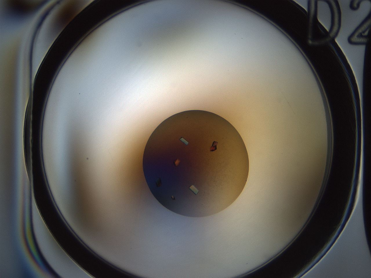 folderID165_plateID2165_batchID9558_wellNum20_profileID1_d1_r145770_ef.jpg