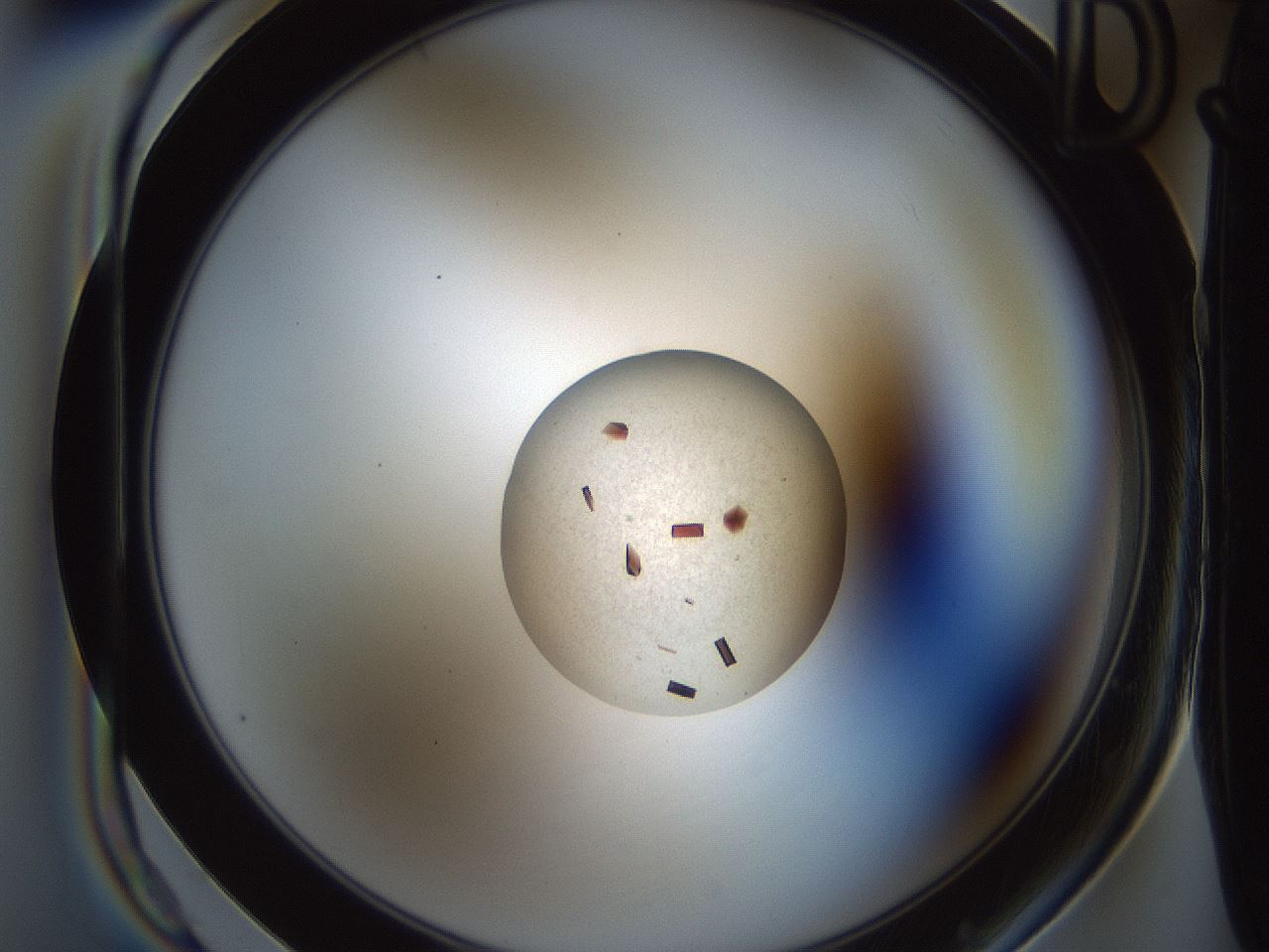 folderID165_plateID2165_batchID9558_wellNum21_profileID1_d1_r145771_ef.jpg