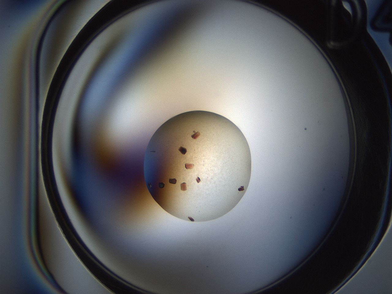 folderID165_plateID2165_batchID9558_wellNum22_profileID1_d1_r145772_ef.jpg