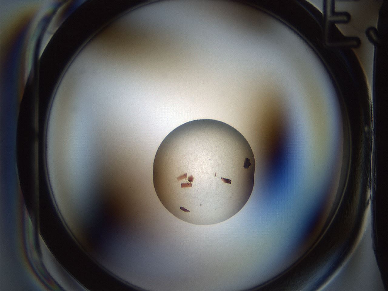 folderID165_plateID2165_batchID9558_wellNum27_profileID1_d1_r145777_ef.jpg